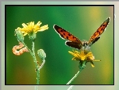 gsienica, Motyl, kwiat