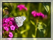 Goździk, Motyl, Kwiat