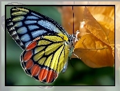 Motyl, Jesień, Kolorowy, Liść