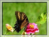 Motyl, Kwiat