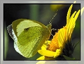 Kwiat, Motyl, Bielinek rzepnik