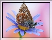 Kwiat, Motyl, Modraszek