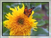 Słonecznik ozdobny, Motyl, Monarcha