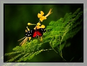 Kwiat, Motyl, Gałązki
