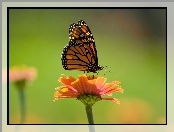 Kwiat, Motyl, Monarch
