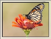 Kwiat, Motyl, Monarch