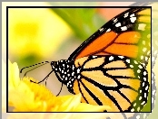 Motyl, Kwiat, Monarcha, Żółty