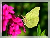 Motyl, Kwiat, Latolistek cytrynek, Różowy