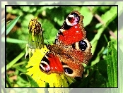 Motyl, Kwiatek