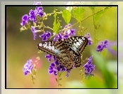 Kwiaty, Motyl, Duranta