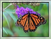 Kwiaty, Motyl, Monarch