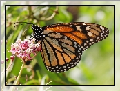 Kwiaty, Motyl, Monarch