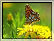 Motyl, Kwiat, Dostojka Latonia, Owad
