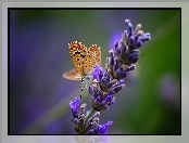 Lawendy, Motyl, Kwiat
