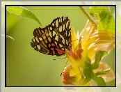 Liście, Motyl, Kwiat