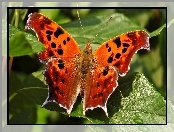 Motyl, Listki