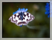 Makro, Motyl, Kwiat
