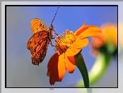 Makro, Motyl, Kwiat