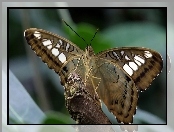 Motyl, Motylek