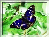 Motyl, Czułki, Niebieski, Roślina