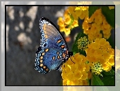 Motyl, Kwiaty, Niebieski, Żółte