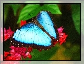 Motyl, Liście, Niebieski , Kwiaty