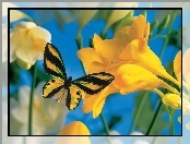Motyl, Frezja, Żółty, Kwiat
