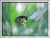Kolorowy, Motyl, Liść, Ornithoptera euphorion