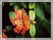 Motyl, Kwiatuszki, Piękny, Pomarańczowe
