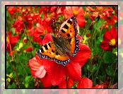 Motyl, Ogród, Piękny, Kwiaty