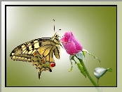 Motyl, Róża