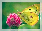 Skrzydła, Motyl, Kwiat