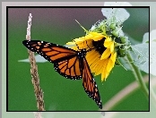 Słonecznik, Monarcha, Motyl