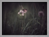Trawa, Motyl, Kwiat