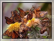 Motyle, Chryzantemy