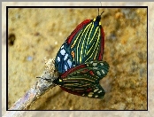 Motyle, Gałązka, Kolorowe, Skrzydełka