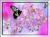 Motyle, Grafika, Kwiaty, Kolorowe tło