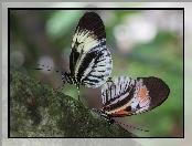 Motyle, Konar