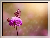Motyle, Kwiat