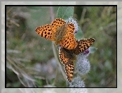 Malinowce, Motyle, Perłowce