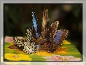 Skrzydła, Motyle, Kolorowe