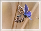 Modraszek ikar, Trawy, Motyle, Kłos