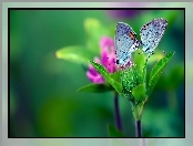 Zieleń, Motyle, Kwiat