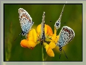 Modraszki, Kwiatek, Motyle, Żółty