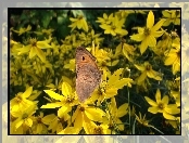 Nachyłek okółkowy, Motyl, Kwiaty