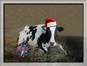 Boże Narodzenie, Krowa