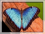 Drewno, Niebieski, Motyl