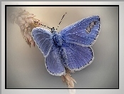Motyl, Kłos, Niebieski, Modraszek