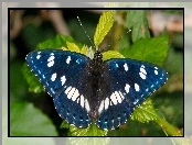 Liście, Niebieski, Motyl