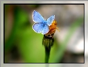 Modraszek ikar, Niebieski, Motyl